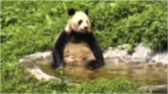 video screenshot of panda